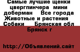 Самые лучшие щенки цвергпинчера (мини доберман) - Все города Животные и растения » Собаки   . Брянская обл.,Брянск г.